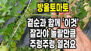 방울토마토키우기 곁순과 함께 '이것'을 잘라야 방울토마토가 놀랄만큼 주렁주렁 달려요
