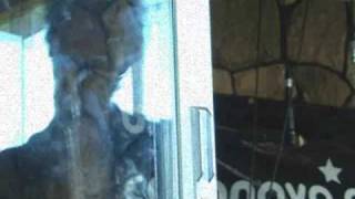 The Casanova Playboys - All We Need