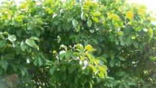 Trembling Bells - "September Is The Month of Death"