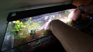 No Filter No Fert No Co2 Dirt Tank 2.5 Years