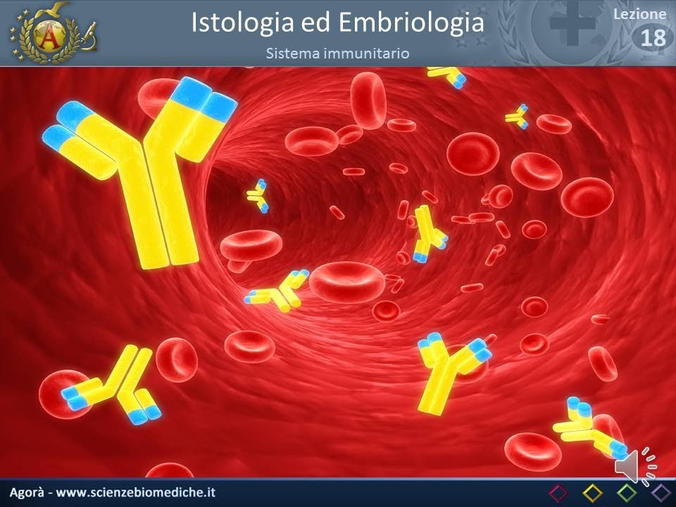 Istologia 18 - Sistema immunitario