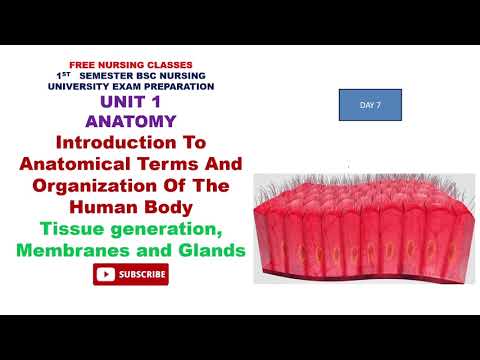 The Tissues Part 4 Anatomy Unit 1