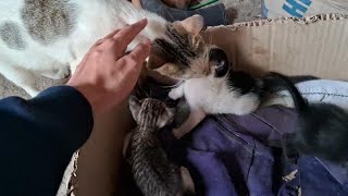 可愛いすぎる子猫 Part 9 || 芸能界ニュース