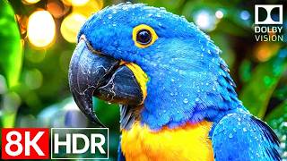 LG OLED HDR TV, Sony Bravia TV, iPhone, Huawei, Xiaomi, 8K Phone and your other 4K 60FPS 12K Devices