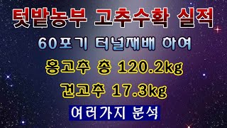 [텃밭농부 1,660]  올해 고추농사 총 결산. 건고추의 비율 및 포기당 분석.#고추재배