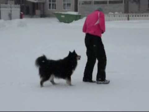 Rukan koiratanssireeniä.wmv