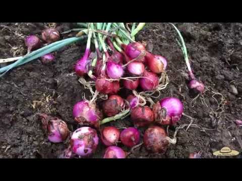 , title : 'v40: Paano itanim ang Sibuyas/How to grow Onions(bulb) at back yard. Easy Guide!