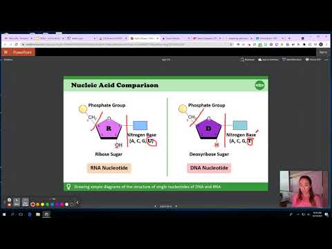 2.6 part 1 - IB Biology - Nucleic Acids