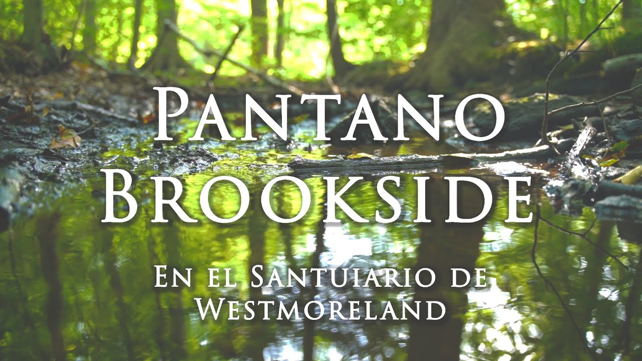 Pantano Brookside