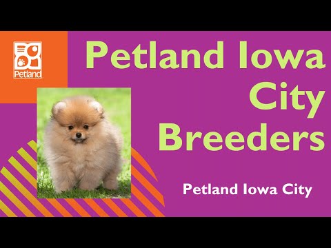 The Inside Scoop On Petland Iowa City Breeders