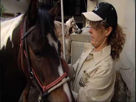 Wanderreiten im Siebengebirge