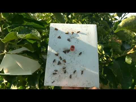 Z SADU 7Lipiec. Owocówka jabłkóweczka, zwójka siatkówczaka. Raport. Wżer owocówki, ap GeoTracker