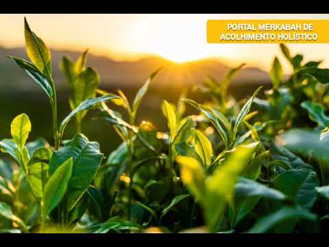 O HOMEM DE BEM - O Evangelho Segundo o Espiritismo por Allan Kardec