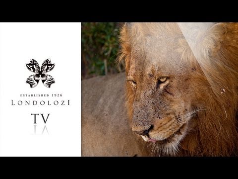 Majingilane Male Lion Coalition - Who are the Majingilanes Males? - Londolozi