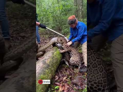 The Moment a Giant Anaconda Captured a Jaguar!