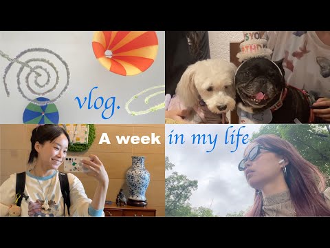 Weekly vlog｜studio working /making stop motion animation/dye my hair/puppy's birthday🐶🎂💅🎨