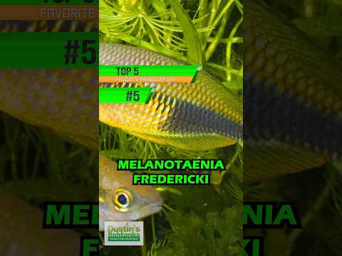 TOP 5 FAVORITE RAINBOWFISH #5!