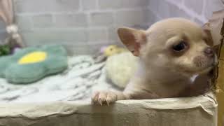 ミニチュアピンシャーの動画01