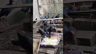 Download lagu Kasih Makan si Mandar Biru mp3