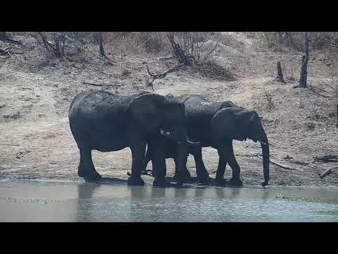 Djuma: Four Elephants including a small one - 10:37 - 09/28/21