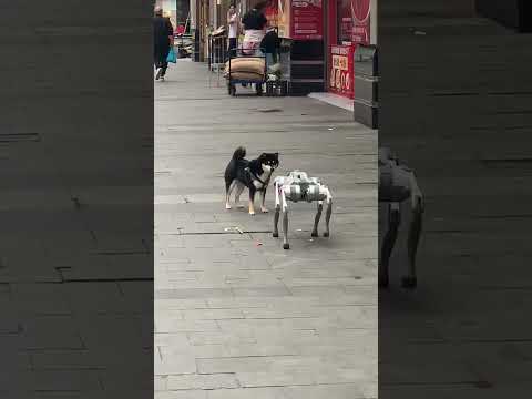 🐶What is this dog? It has no hair. #shorts #robotdog #reaction
