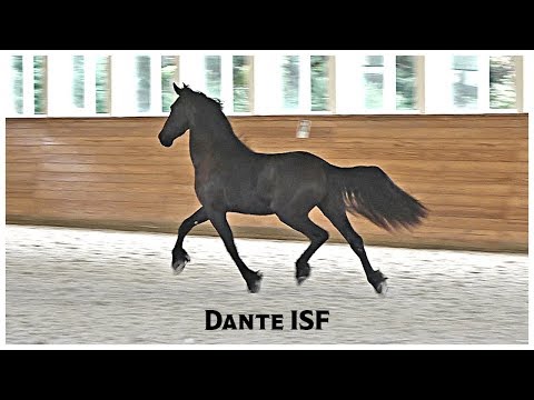 Dante ISF in Free Movement at Iron Spring Farm, October 2019