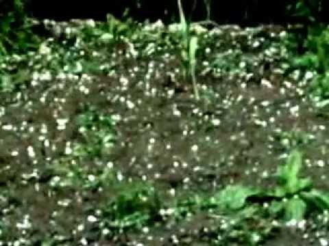 Ploaie cu grindina la Gramesti-Suceava