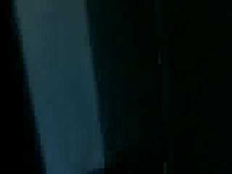 Turtle the Newfoundland