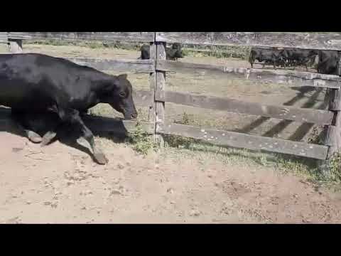 Vacas preñadas en Puerto Tirol, Chaco.