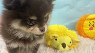 ハーフ犬の動画01