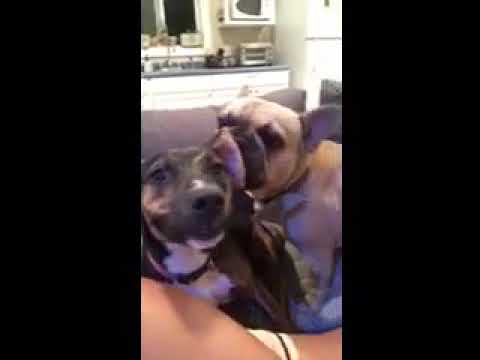 Zoe gets a tongue bath!