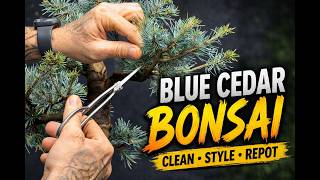 Blue Cedar Bonsai Clean, First Styling & Repotting 🌱