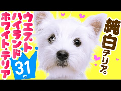 ウエストハイランドホワイトテリア