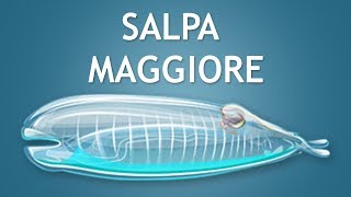 Elltharis - SALPA MAGGIORE (5★)