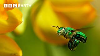 Flower's Hypnotic Perfume Makes Orchid Bees Go Wild | Wild Mexico | BBC Earth