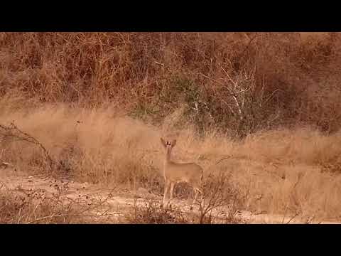 Djuma: Duiker on the dam wall - 17:50 - 08/09/21