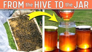 HARVESTING HONEY - The Journey From Hive to Jar