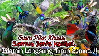 Download lagu Suara Pikat Khusus Semua Jenis Kolibri. Auto Kolibri Liar Turun Semua.. mp3
