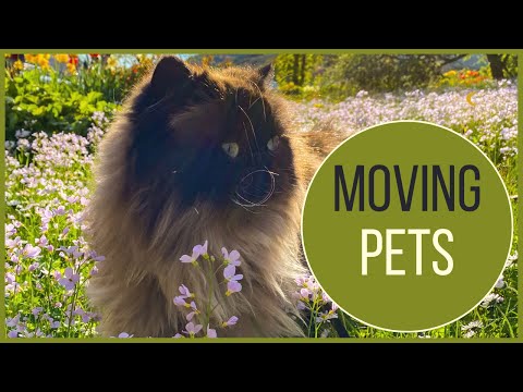 How to Move to Norway | Part 8 | Importing Pets