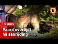 Paard breekt benen en overlijdt na aanrijding | Omroep Brabant