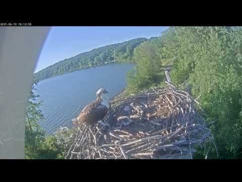 Sleeping nestlings 20210610 191225 20210610 191315