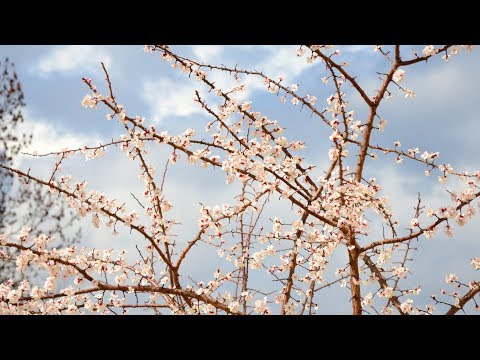 2018, March 14. Sandanski, Spartak: Spring Sketches