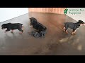 Rottweiler dogs for sale: Bella   - Video 1