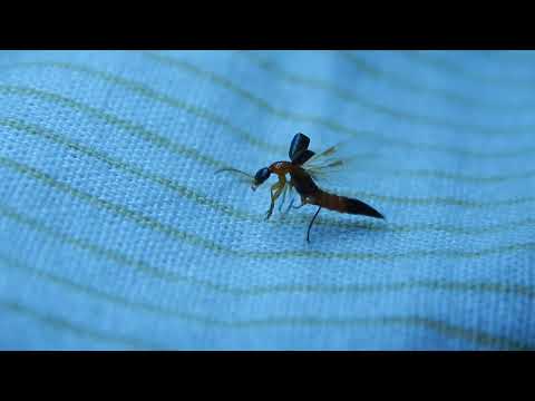 How Nairobi fly Pack his wings | Singrauli insects