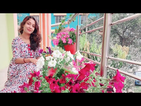 My Rooftop Garden Overview (मेरि बागीचा)/winter season flowers in my garden@ Torsha Par