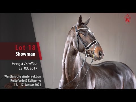 Trainingsvideo Winterauktion Lot 18 Showman Hengst v. Sir Donnerhall I - Bordeaux