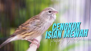 Download lagu CENGKOK MEWAH FAVORITE JURI!! MASTERAN KENARI ISIAN BLACKTHROAT GACOR SUARA JERNIH IDAMAN mp3 Download lagu CENGKOK MEWAH FAVORITE JURI!! MASTERAN KENARI ISIAN BLACKTHROAT GACOR SUARA JERNIH IDAMAN mp3