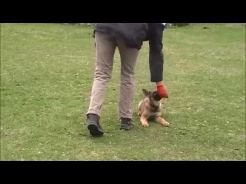 Illy vom Spektefeld mit 12 Wochen