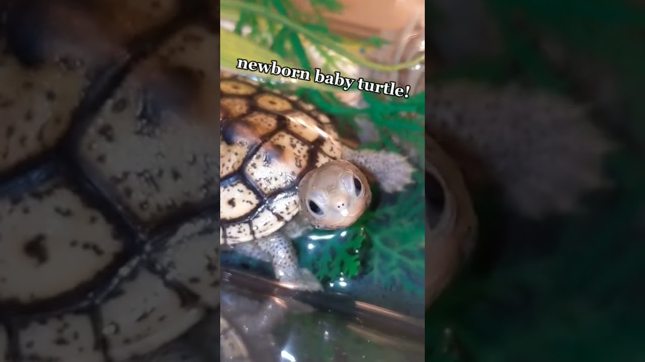 Freshly Hatched BABY TURTLE! 😍🐢