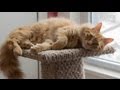 Cute Tail Biting Cat